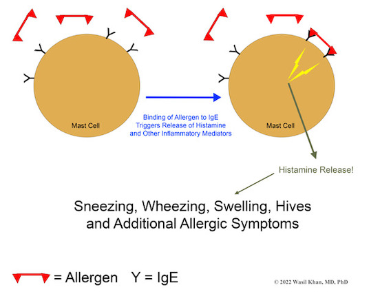 Sneezing, wheezing, swelling, hives, and additional allergic symptoms.